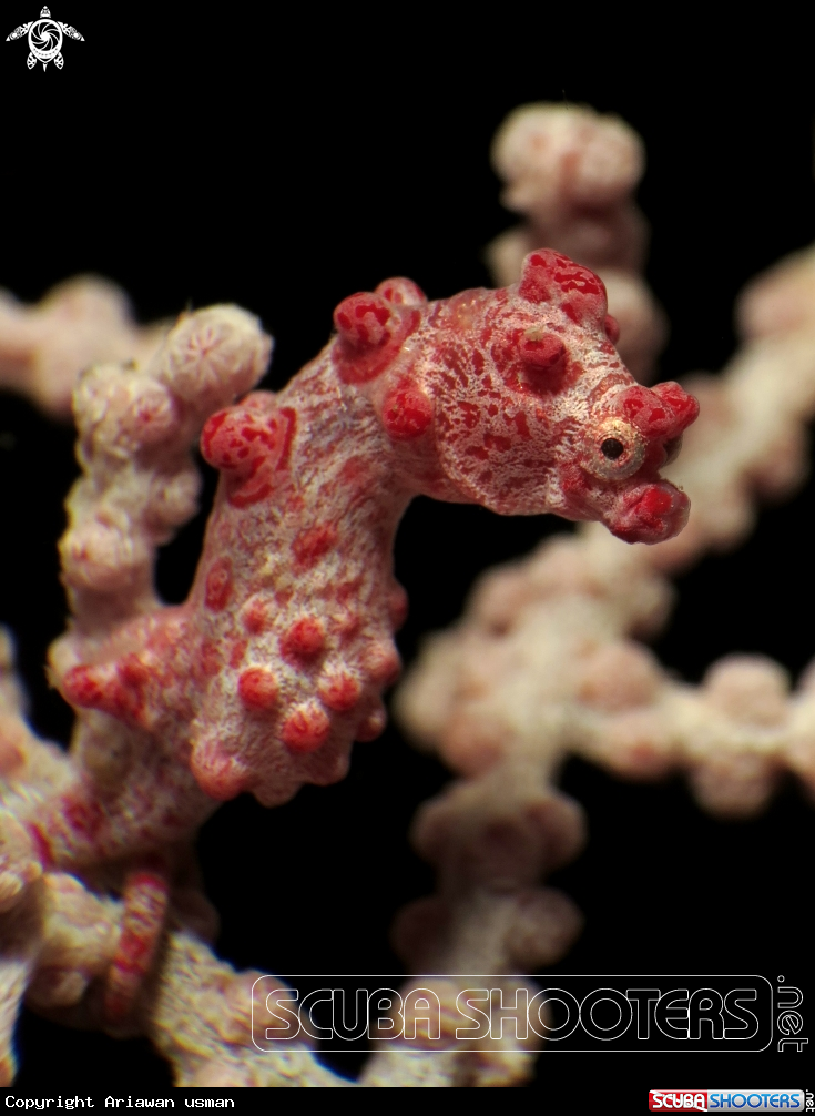 A Bargibanti Pygmy Sea Horse