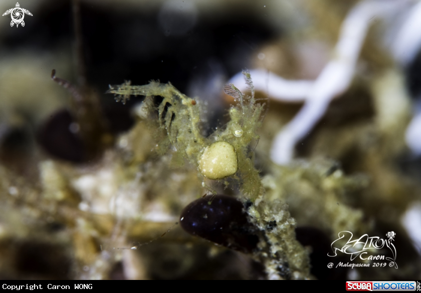 A Hairy Shrimp