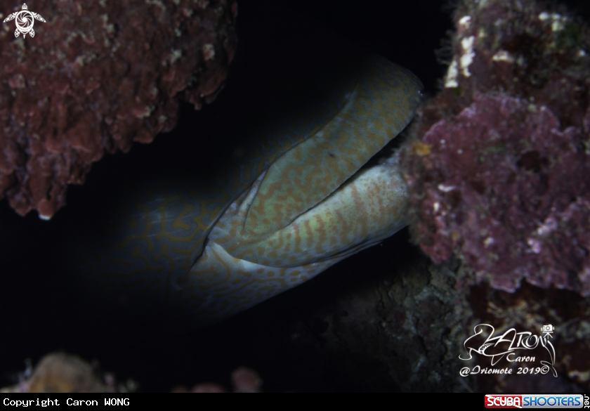 A Humphead Wrasse