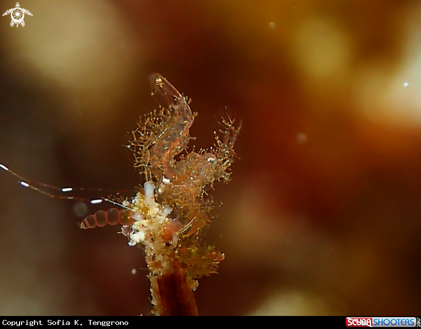A Hairy shrimp