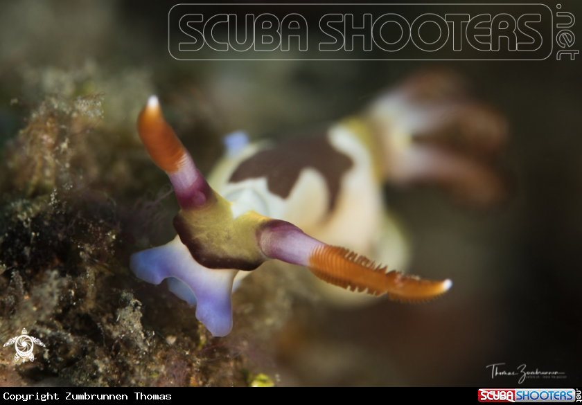 A Nudibranch 