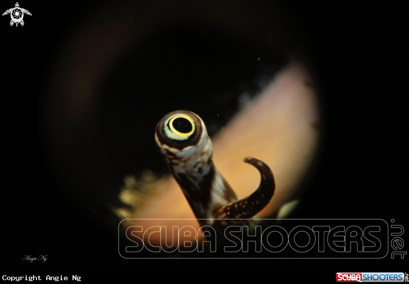 A Spider shell