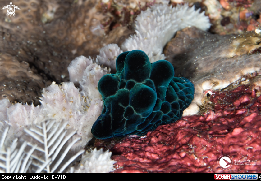 A Black Velutinid