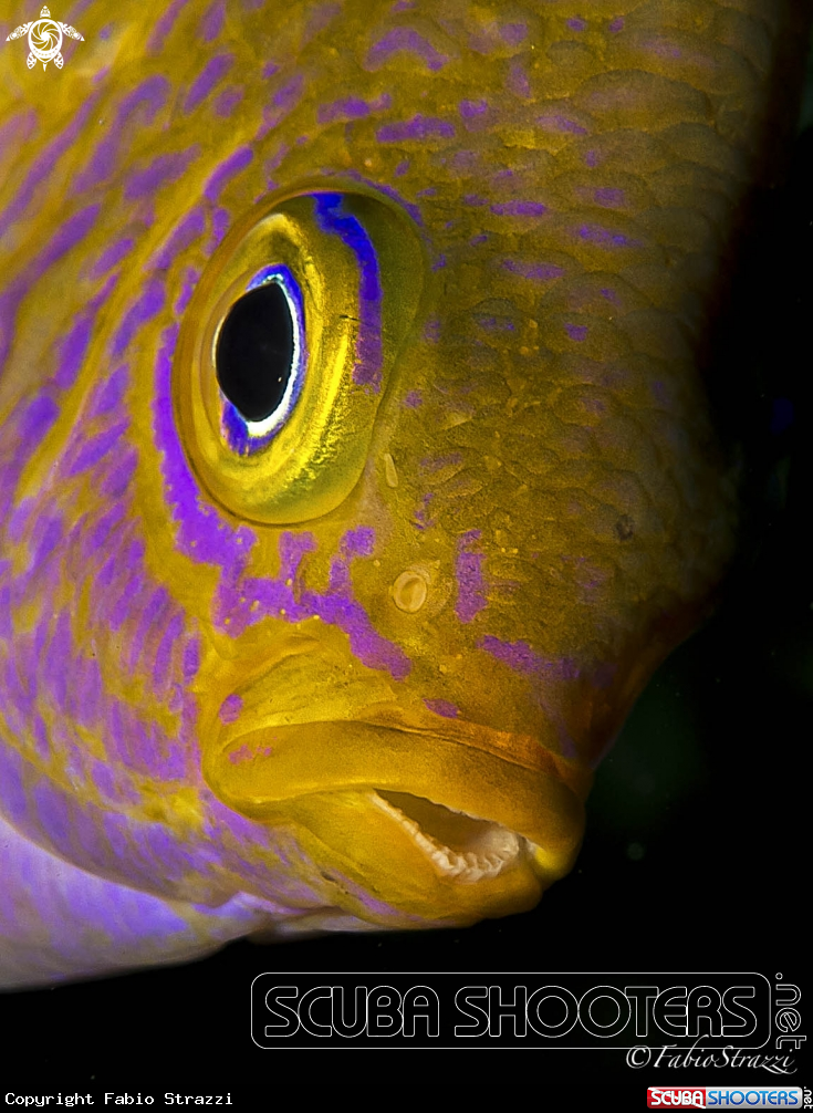 A underwater creature