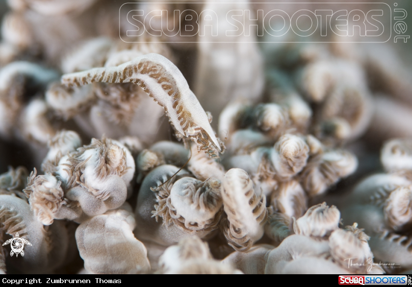 A Xenia Shrimp