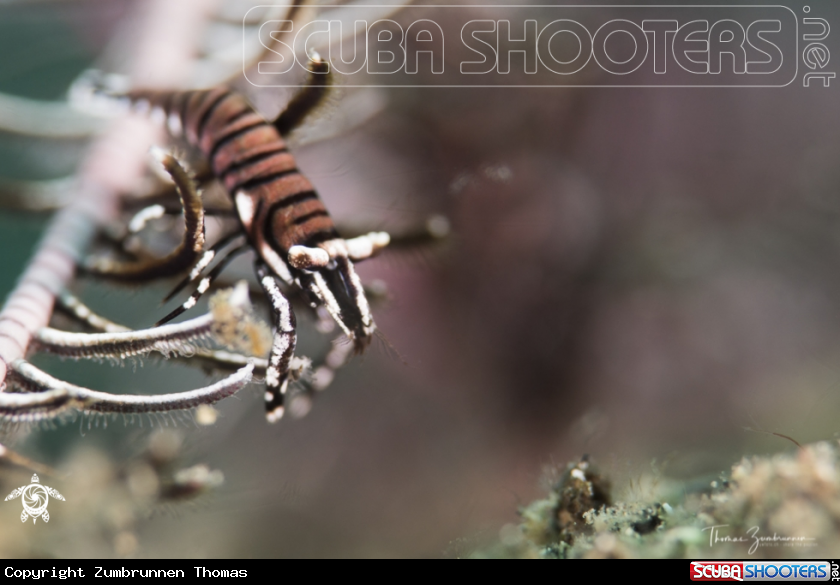 A Feather Star Garnele 