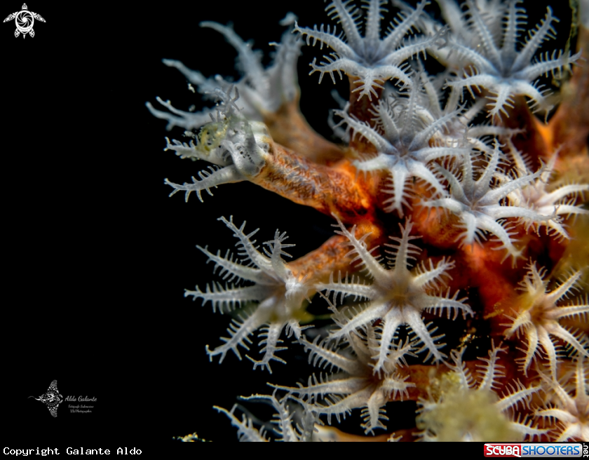 A Soft Coral