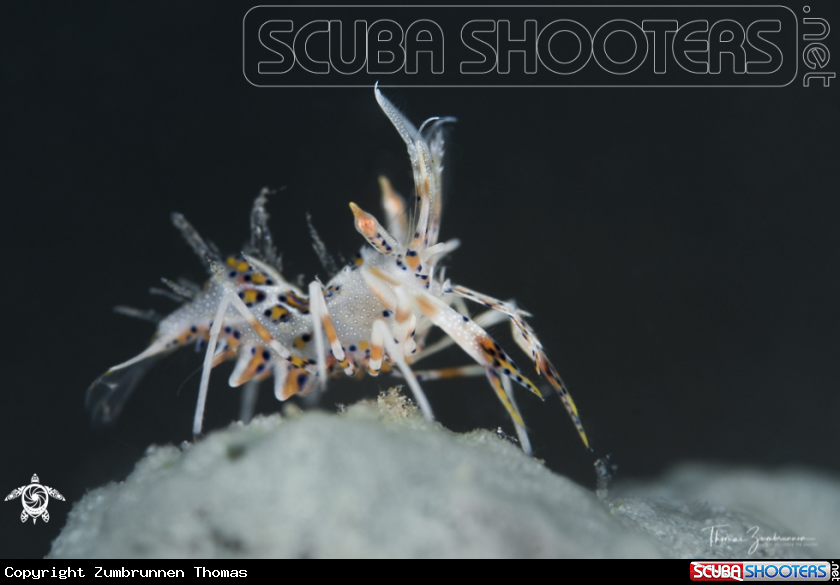 A Tiger Shrimp