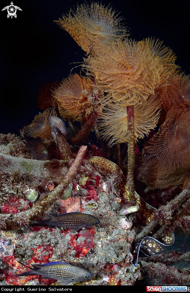 A Muraena helena