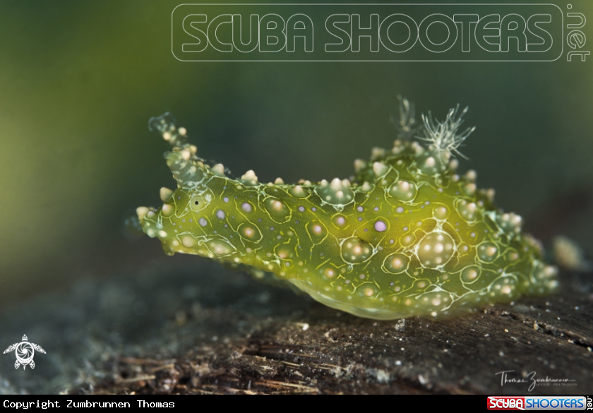 A Nudibranch 