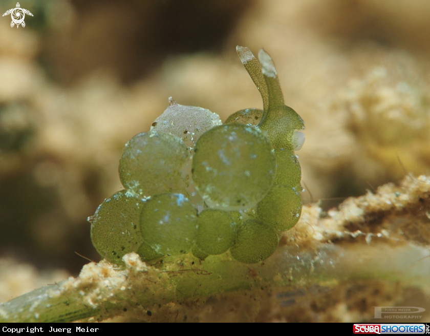 A Nudibranch