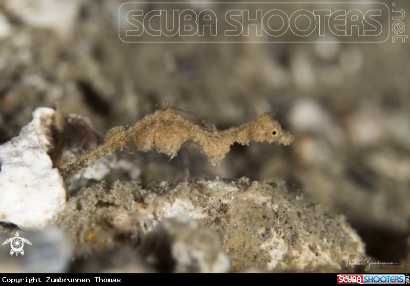A Lembeh Sea Dragon 