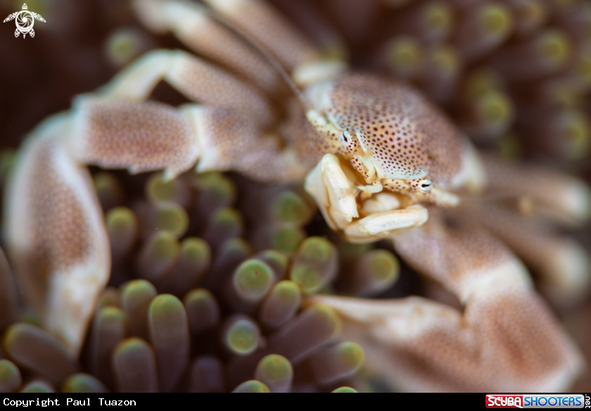 A Porcelain Crab