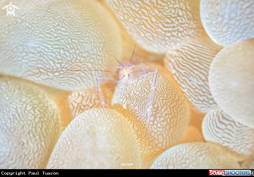 A Bubble Coral Shrimp