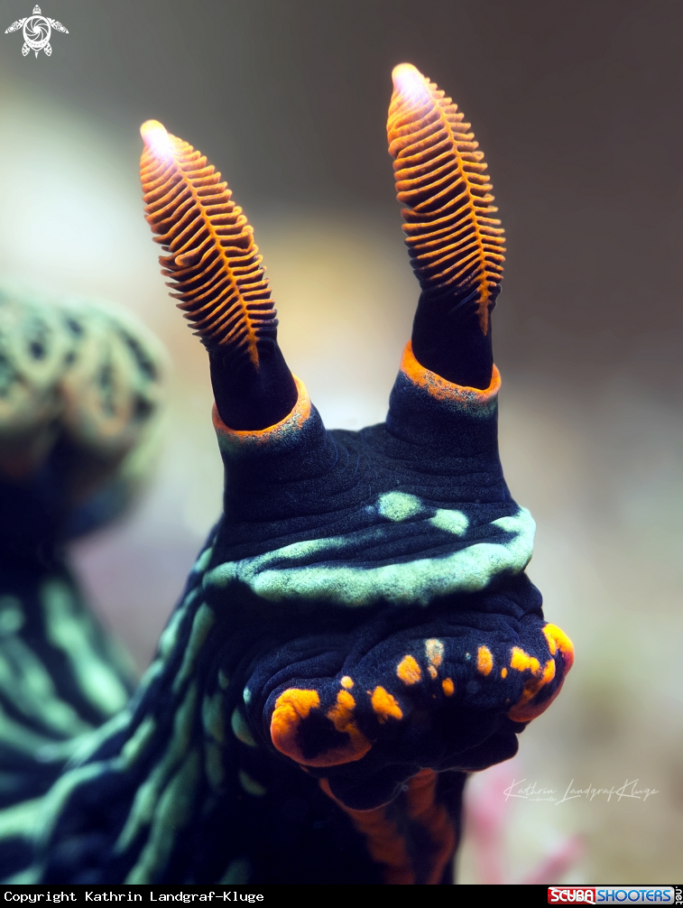 A Nudibranch