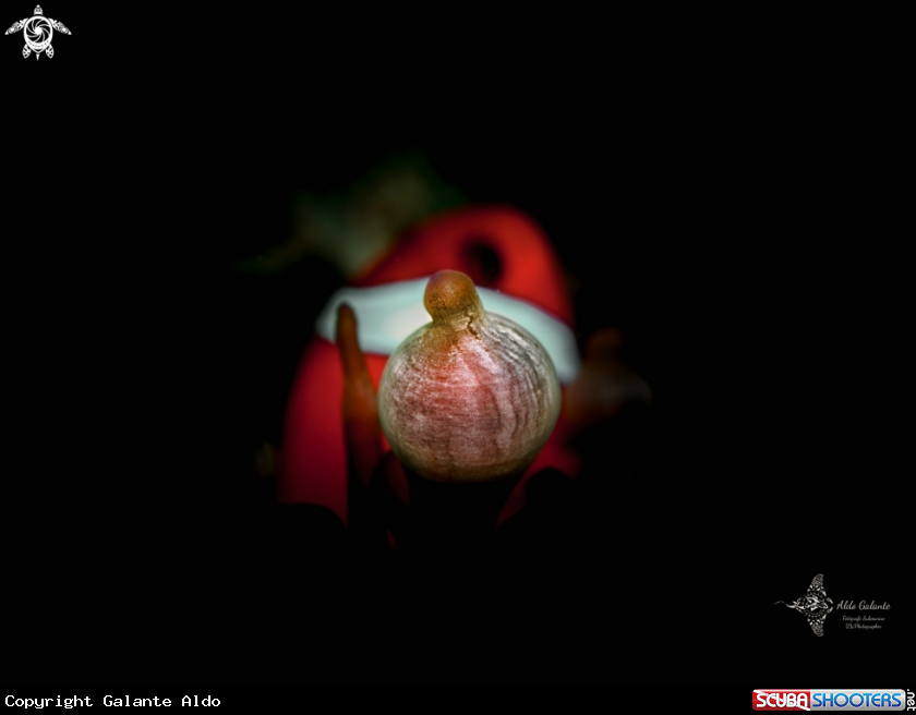 A Anemone
