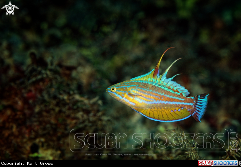 A Flasher Wrasse
