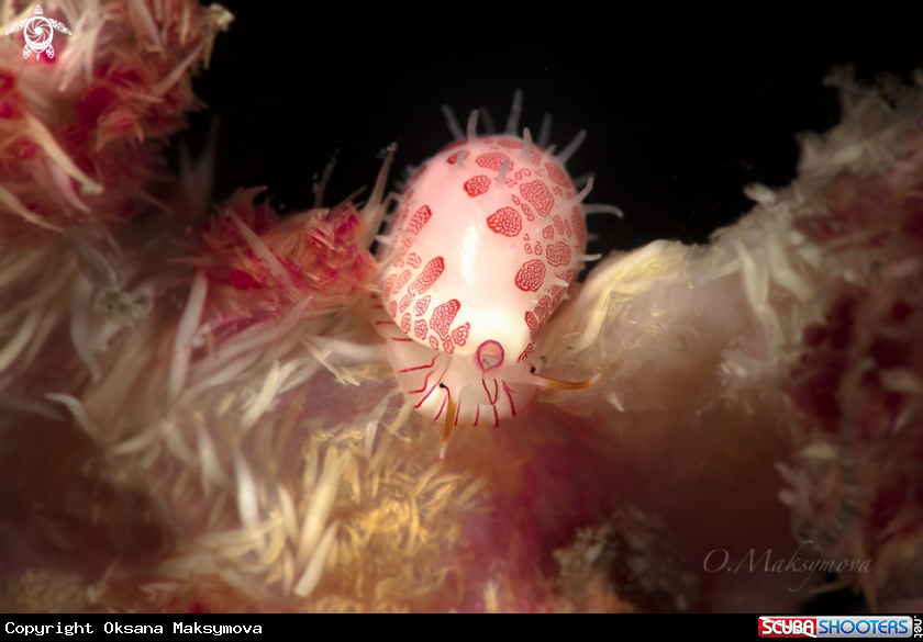 A Sea snail Diminovula culmen Romblon