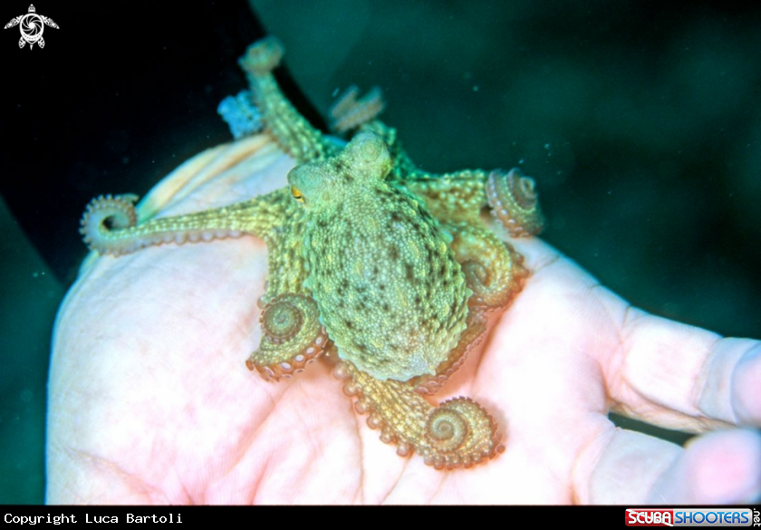 A octopus
