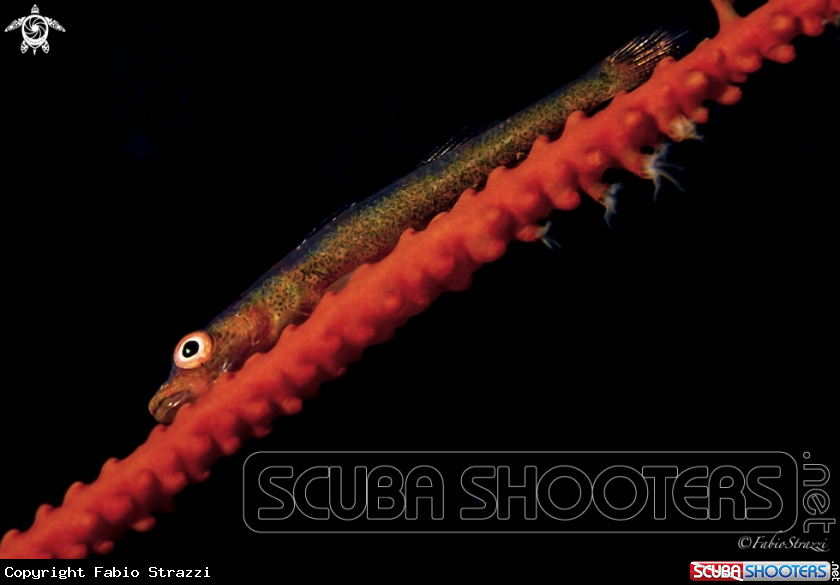 A Goby