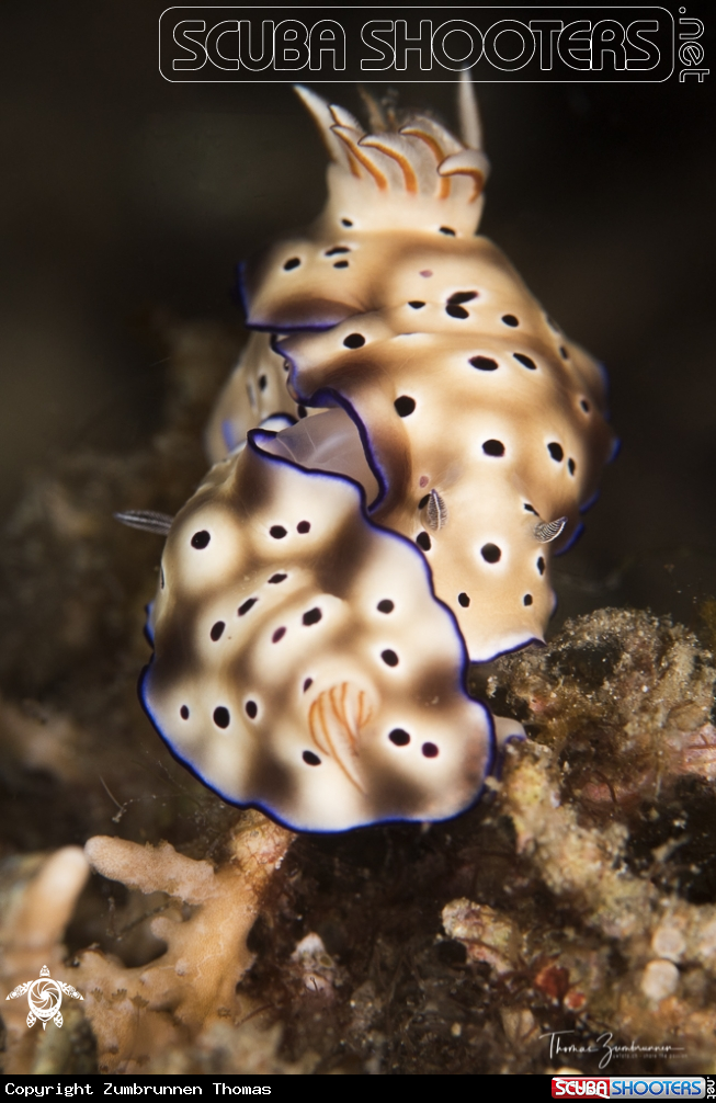 A Nudibranch 