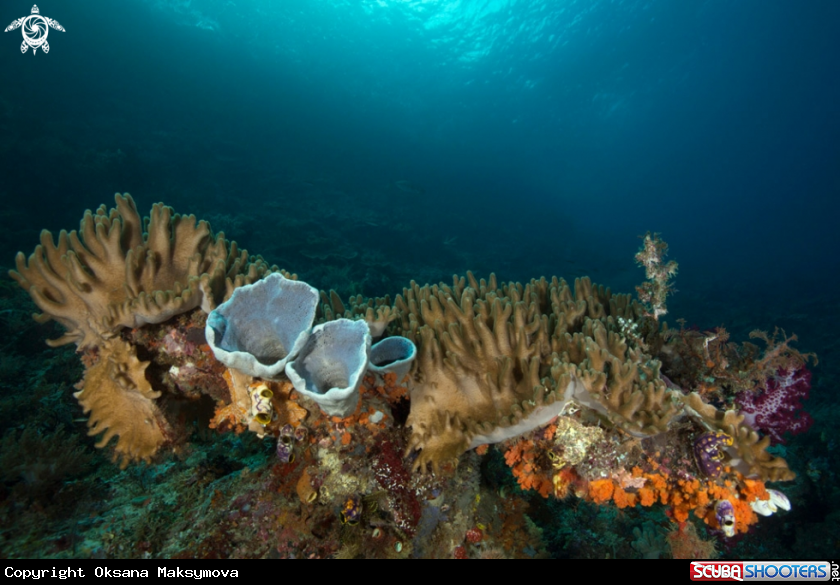 A Unimaginable coral garden, diversity of forms and fabulous c