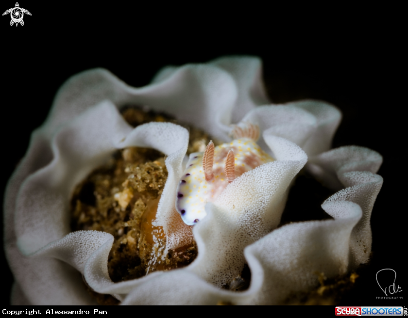A Nudi