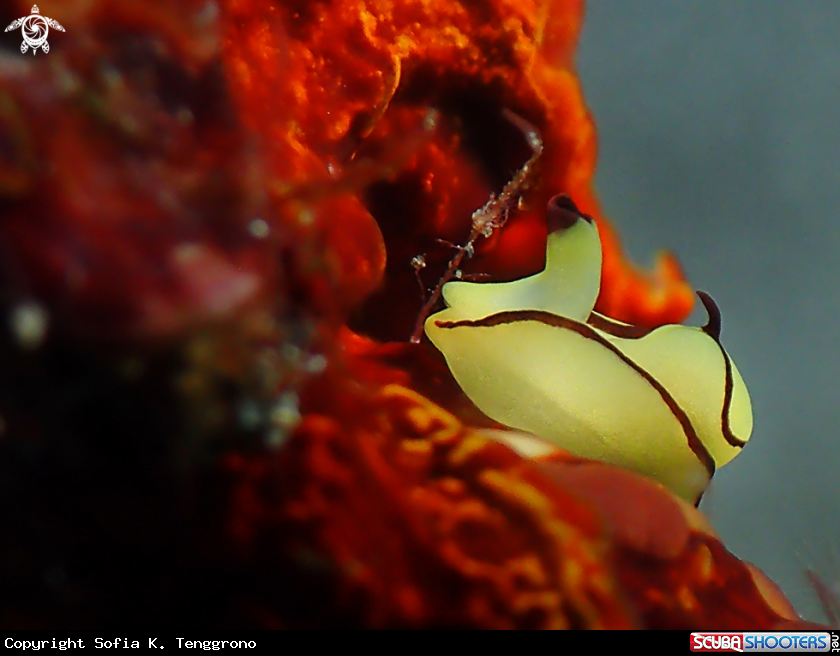 A Nudibranch