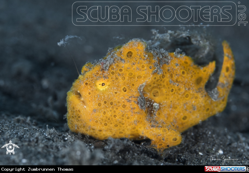 A Frogfish 