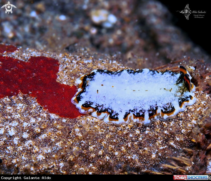 A Flatworm