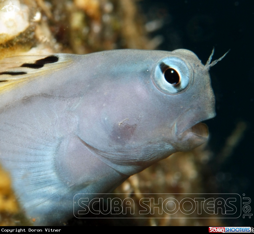 A Blenny