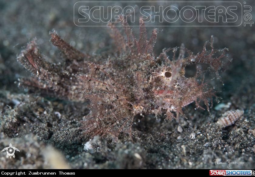 A Ambon Scorpionfish 