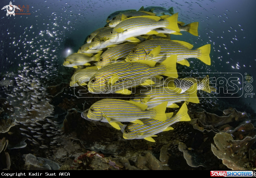 A SWEETLIPS