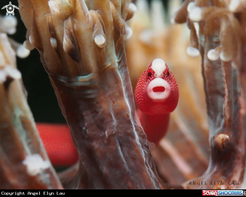 A Pughead pipefish
