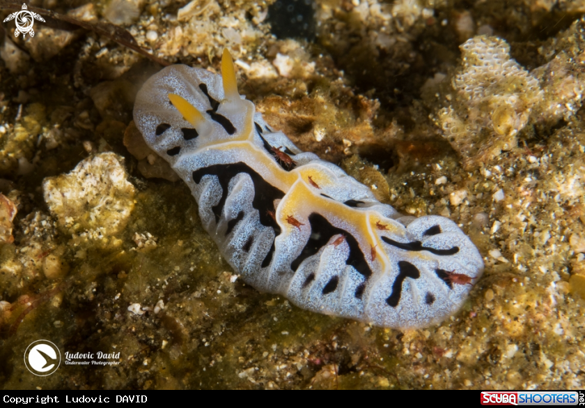 A Mushroom Coral Reticulidia Nudibranch