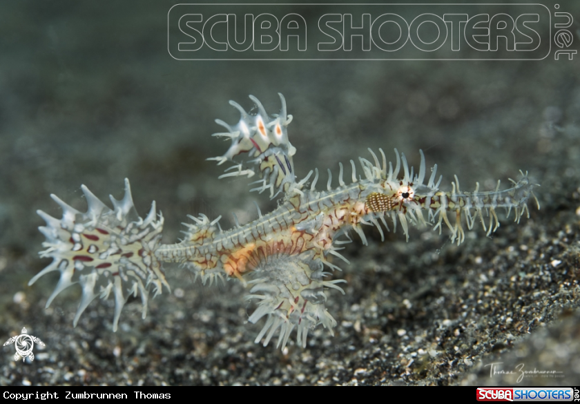 A Ghostpipefish 