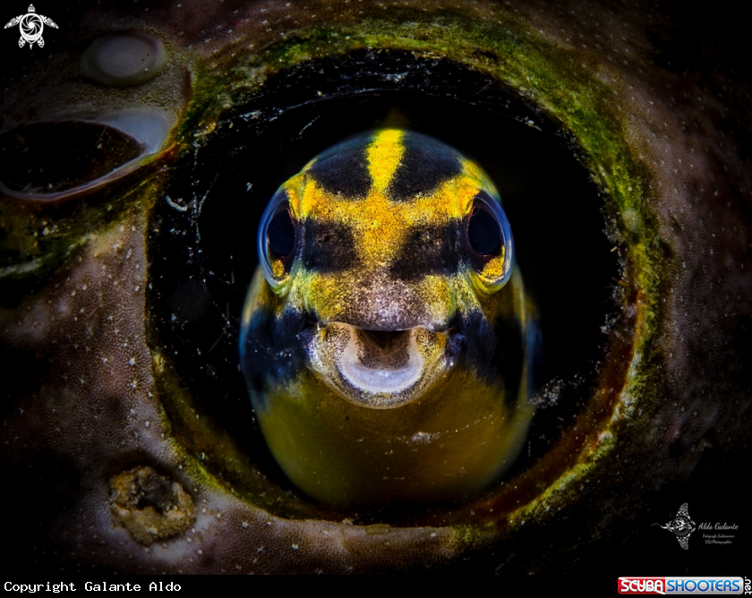 A Shorthead Sabretooth Blenny