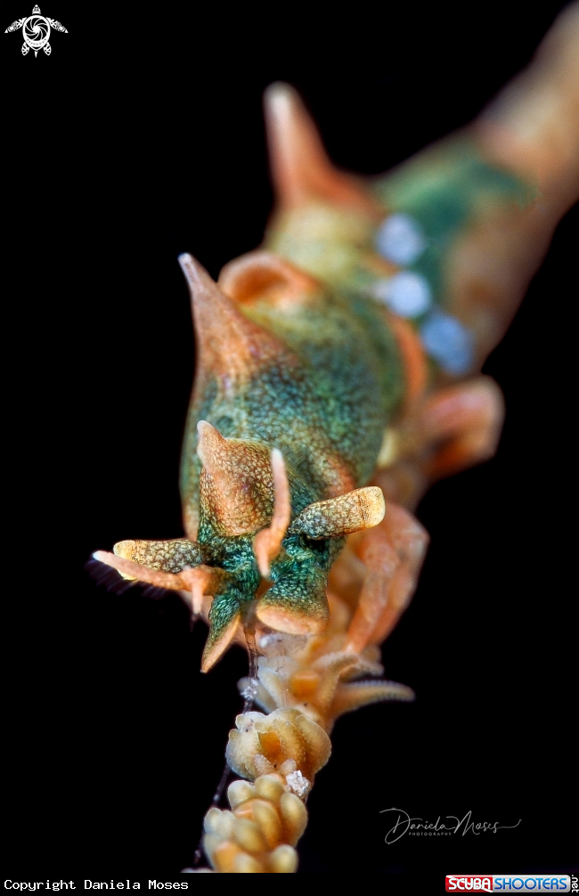 A Dragon Shrimp
