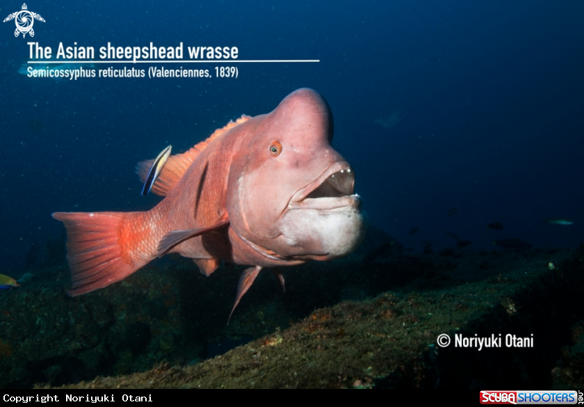 A Asian sheepshead wrasse