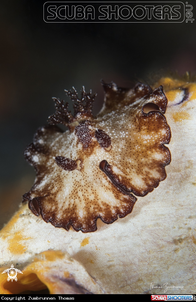 A Nudibranch 