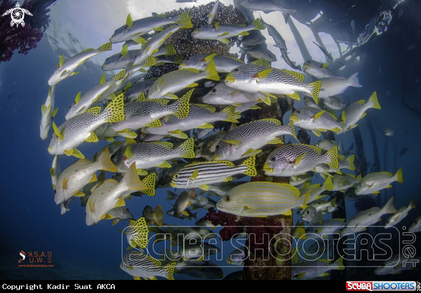 A SWEETLIPS