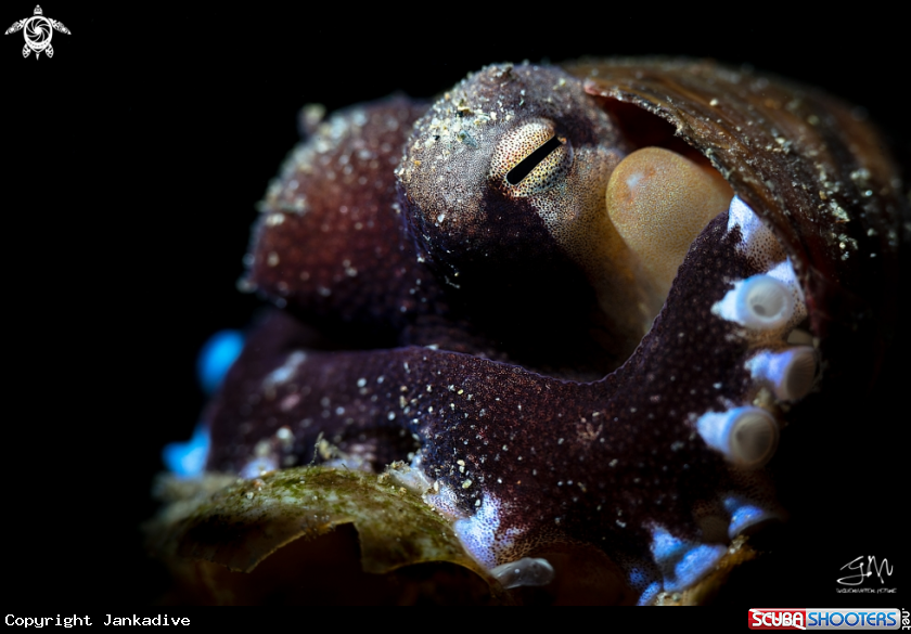 A Coconut octopus