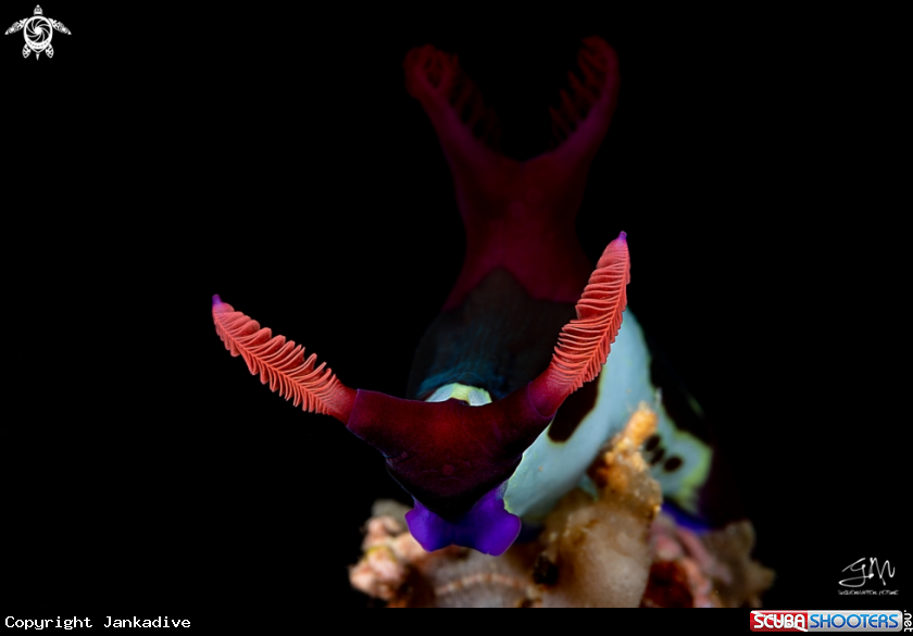 A nudibranch