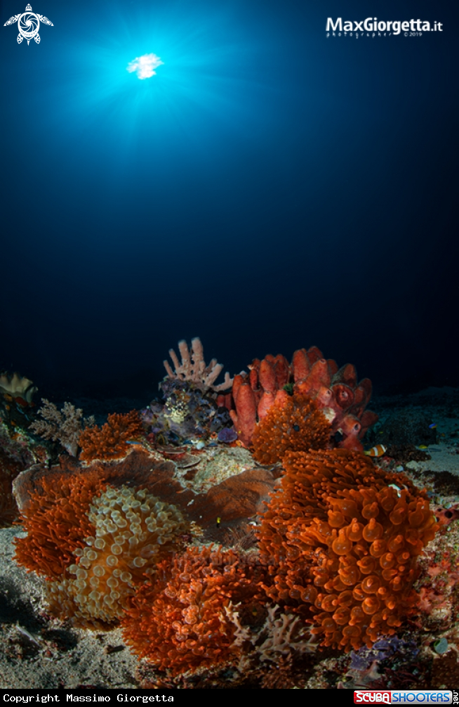 A anemone