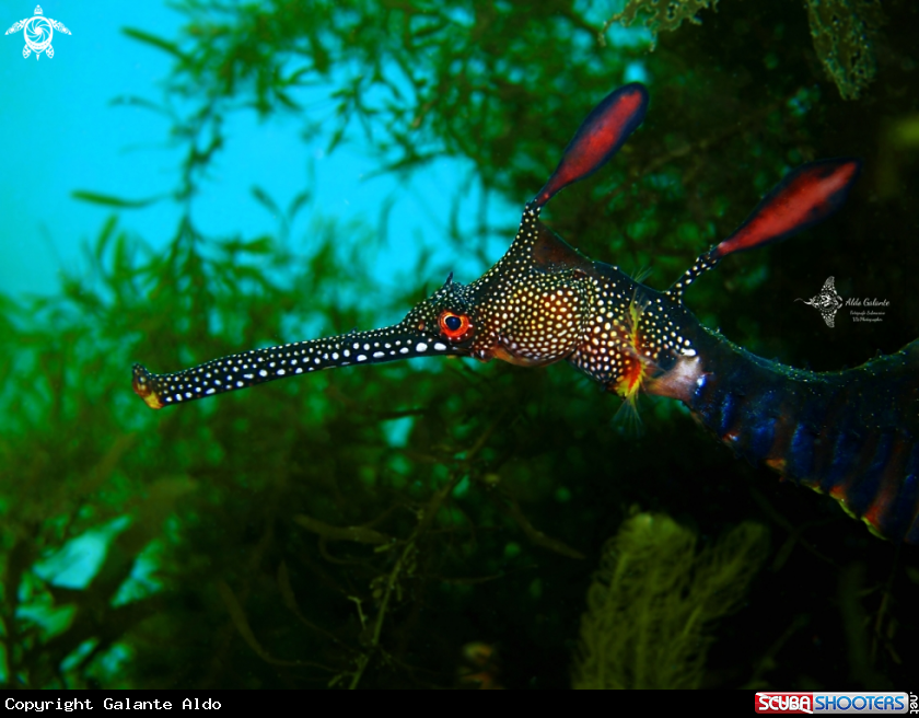 A Weedy Seadragon