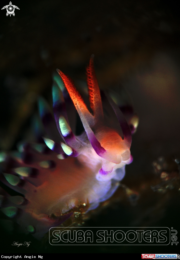 A Nudi