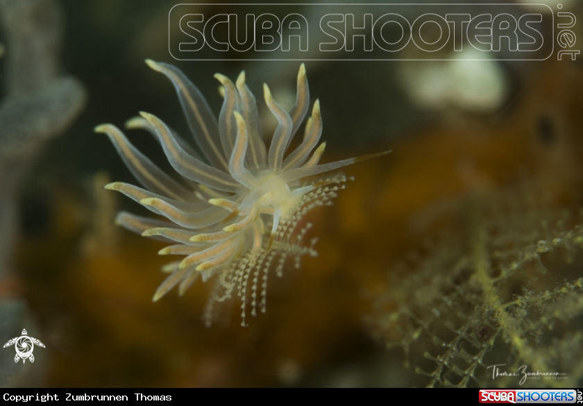 A Nudibranch 