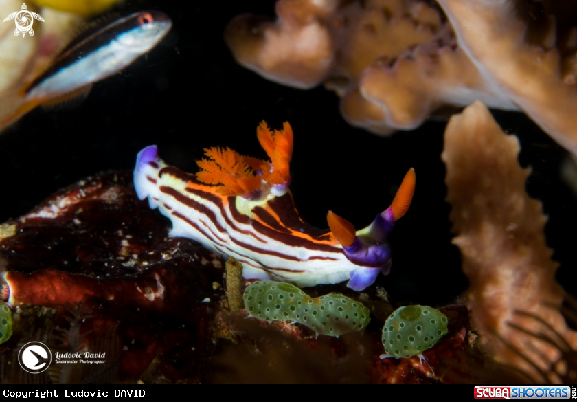 A Nembrotha Nudibranch