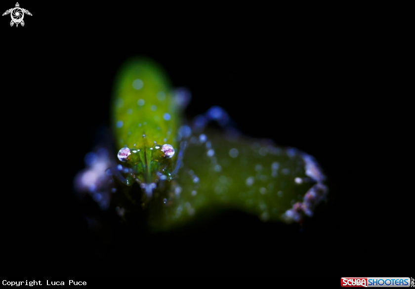 A Seagrass shrimp