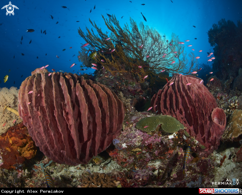 A Barrel sponge